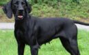 Momma Donna ready for fresh start after life as stray momma dog