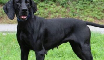 Momma Donna ready for fresh start after life as stray momma dog