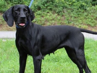 Momma Donna ready for fresh start after life as stray momma dog