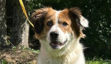 Loving Shepherd mix Hildegard ready for a home of her own