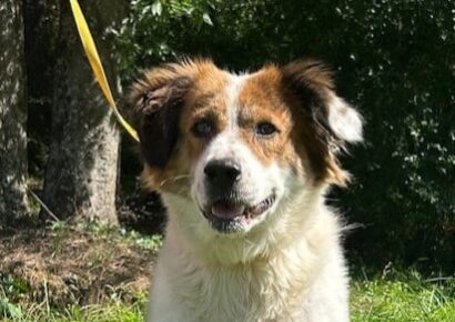 Loving Shepherd mix Hildegard ready for a home of her own