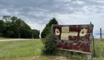 Beloved sunflower field to skip 2026 bloom season, plans return in 2027