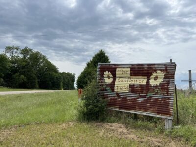 Beloved sunflower field to skip 2026 bloom season, plans return in 2027
