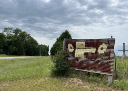 Beloved sunflower field to skip 2026 bloom season, plans return in 2027