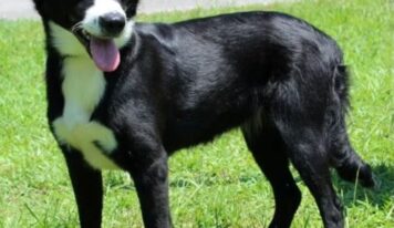 Border Collie mix Snowflake ready for her forever home