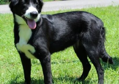 Border Collie mix Snowflake ready for her forever home