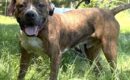 Playful Pollie ready for family to call her own