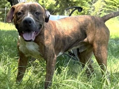 Playful Pollie ready for family to call her own