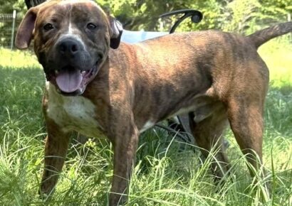 Playful Pollie ready for family to call her own