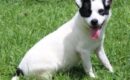 Theodore, playful Terrier mix, seeks loving home after highway rescue