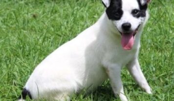 Theodore, playful Terrier mix, seeks loving home after highway rescue