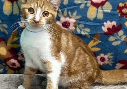 After nearly a year in shelter, Mochi still waiting for forever home