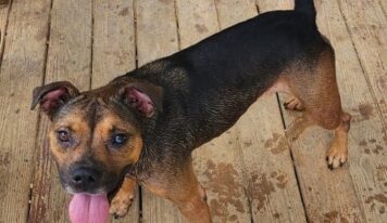 Happy-go-lucky Cubbie hopes to find a new forever home