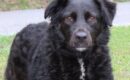 Meet Ellie: sweet 6-year-old spaniel mix ready for adoption