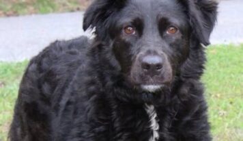 Meet Ellie: sweet 6-year-old spaniel mix ready for adoption