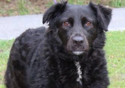 Meet Ellie: sweet 6-year-old spaniel mix ready for adoption