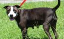 After a difficult start, Ada needs foster home for recovery