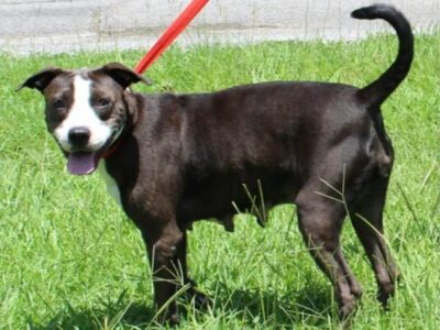 After a difficult start, Ada needs foster home for recovery