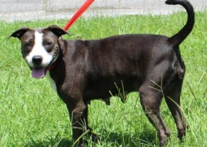After a difficult start, Ada needs foster home for recovery
