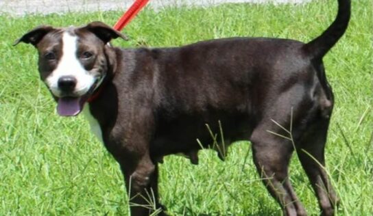 After a difficult start, Ada needs foster home for recovery