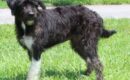 Noodle, friendly terrier mix, seeks forever home after being found as stray