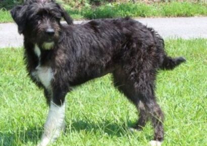 Noodle, friendly terrier mix, seeks forever home after being found as stray