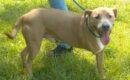Three-legged pit bull Skip looking for a loving forever family