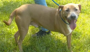 Three-legged pit bull Skip looking for a loving forever family
