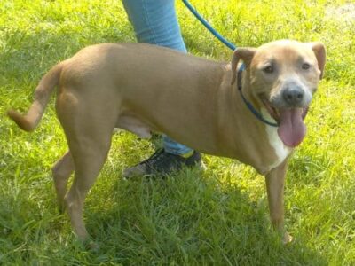 Three-legged pit bull Skip looking for a loving forever family