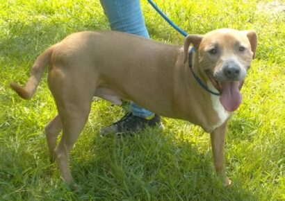 Three-legged pit bull Skip looking for a loving forever family